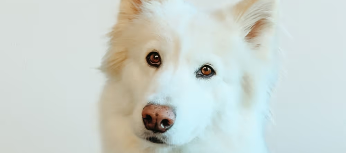Kantoorhond Icetubs.png